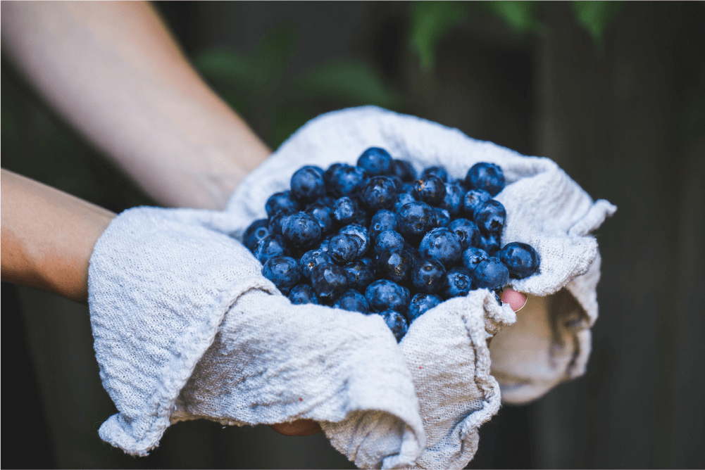 Inka´s Berries, empresa agroexportadora, no solo se enfoca en la plantación del fruto, sino también en el desarrollo de nuevas variedades.