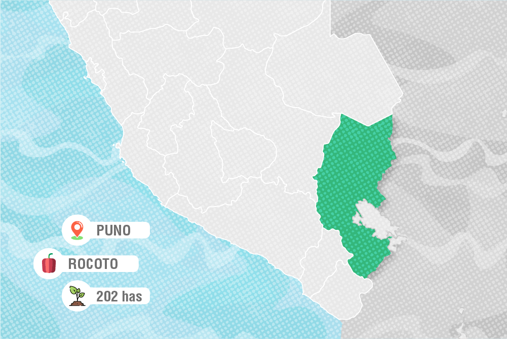 Puno apuesta por el rocoto en beneficio de 449 familias