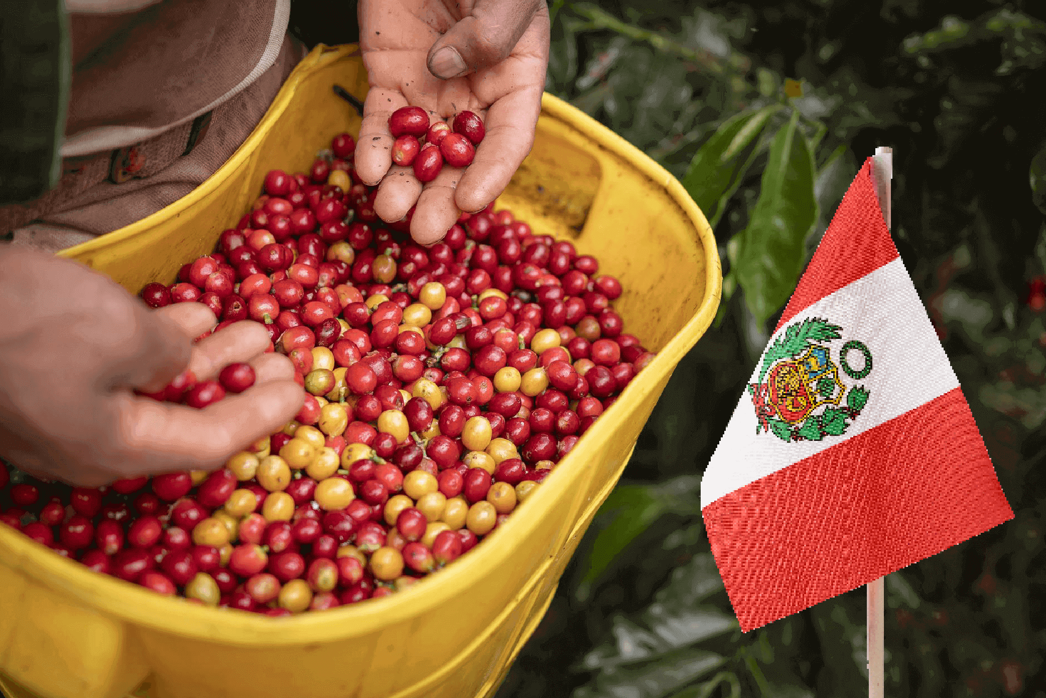 Un nuevo logro para el sector cafetalero peruano