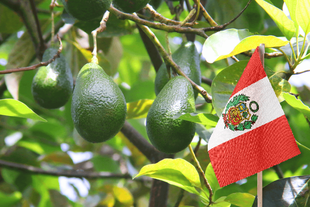 Exportaciones de palta fresca crecerán en volumen al cierre del 2022