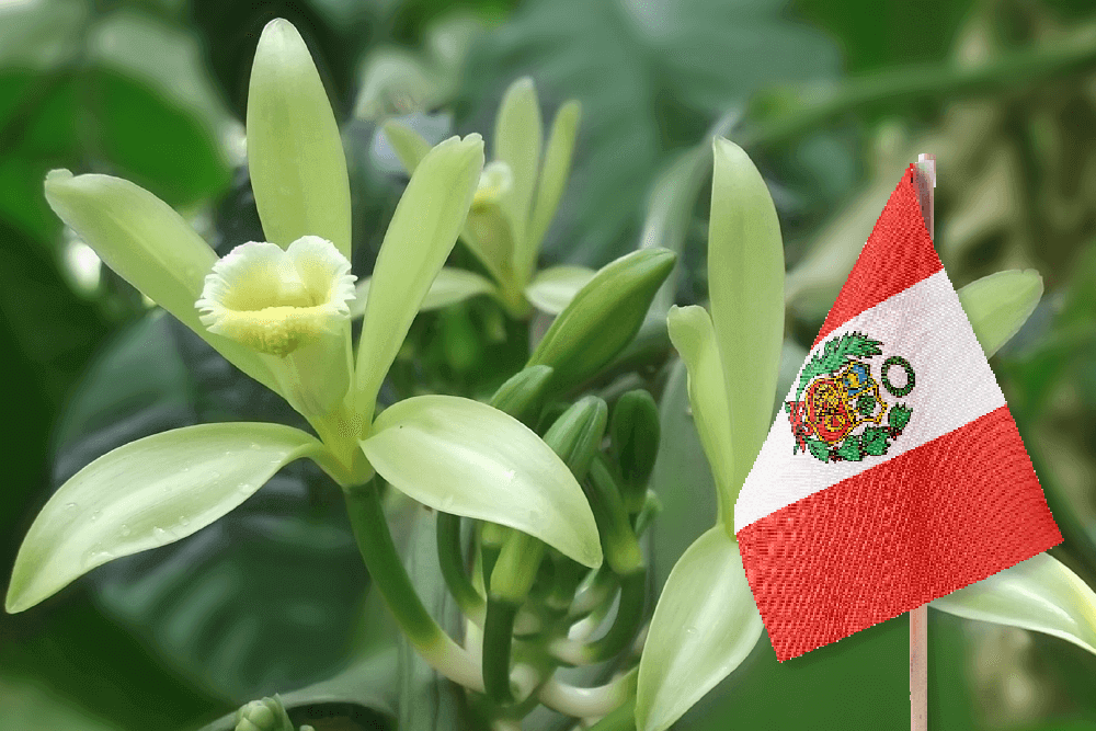 "Vainilla peruana" como variedad nacional