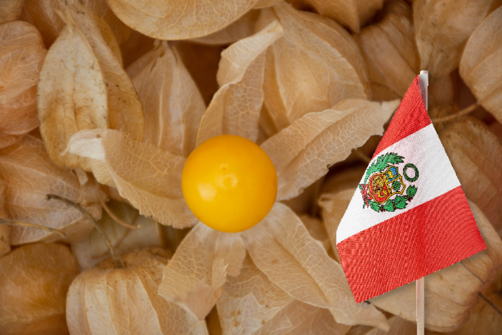 Exportaciones de aguaymanto