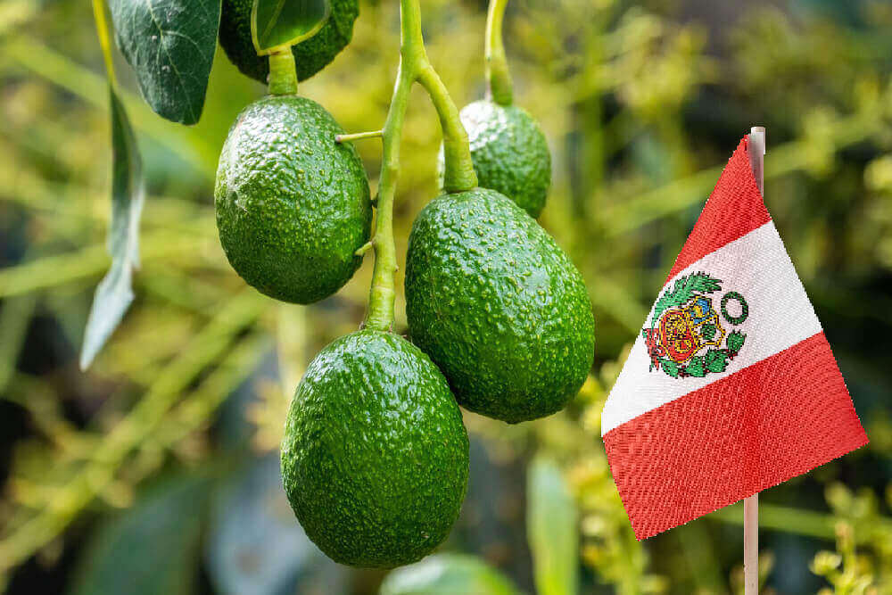 Luego de casi tres meses de haber iniciado la campaña de palta peruana